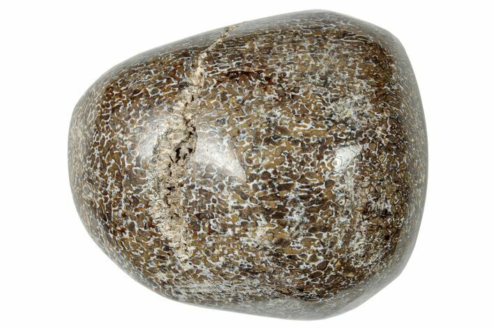 Polished Dinosaur Bone (Gembone) - Morocco #250089